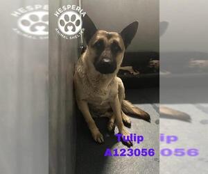 German Shepherd Dog Dogs for adoption in HESPERIA, CA, USA