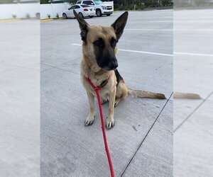 German Shepherd Dog Dogs for adoption in Palmetto, FL, USA