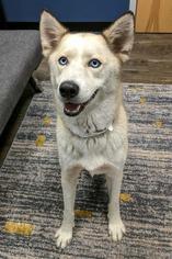 Siberian Husky Dogs for adoption in Arlington, VA, USA