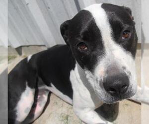 American Pit Bull Terrier Dogs for adoption in Guthrie, OK, USA