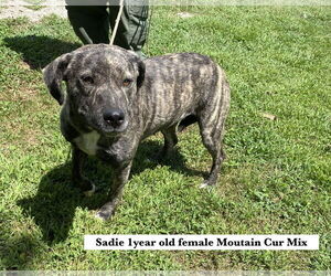 Mountain Cur-Unknown Mix Dogs for adoption in Sparta, TN, USA