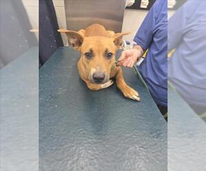 American Pit Bull Terrier-Unknown Mix Dogs for adoption in Mobile, AL, USA