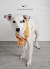 Medium Photo #1 Lab-Pointer Puppy For Sale in Littleton, CO, USA