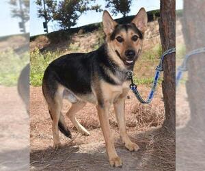 Shepradors Dogs for adoption in Newport Beach, CA, USA