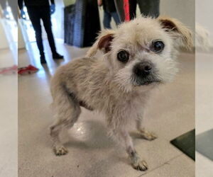 Mutt Dogs for adoption in Long Beach, CA, USA