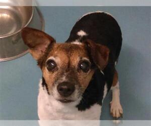 Rat Terrier Dogs for adoption in Missoula, MT, USA