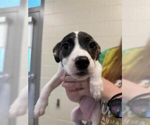 Bagle Hound Dogs for adoption in Brighton, CO, USA