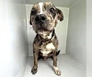 American Pit Bull Terrier Dogs for adoption in Houston, TX, USA