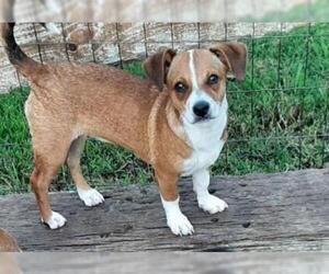 Chi-Corgi Dogs for adoption in Carrollton, TX, USA