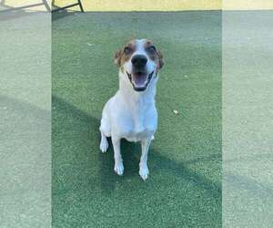 Jack Russell Terrier-Unknown Mix Dogs for adoption in Tempe , AZ, USA