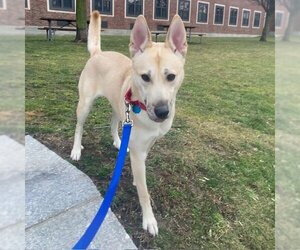 German Shepherd Dog-Unknown Mix Dogs for adoption in Boston, MA, USA