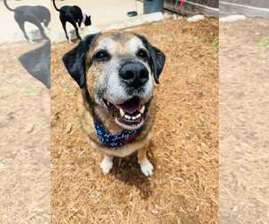 Anatolian Shepherd-Unknown Mix Dogs for adoption in Houston, TX, USA