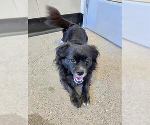 Chihuahua-Unknown Mix Dogs for adoption in Redwood City, CA, USA