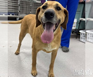 Labrador Retriever-Retriever  Mix Dogs for adoption in Washington, DC, USA