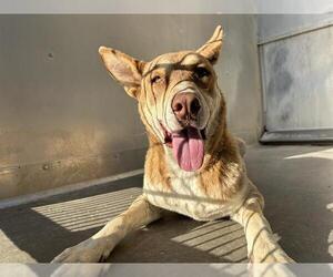 German Shepherd Dog-Unknown Mix Dogs for adoption in Camarillo, CA, USA
