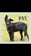 Medium Photo #1 Labrador Retriever-Unknown Mix Puppy For Sale in Longview, TX, USA