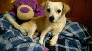 Medium Photo #1 Chihuahua-Unknown Mix Puppy For Sale in Morganton, NC, USA