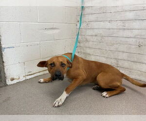 American Pit Bull Terrier Dogs for adoption in San Bernardino, CA, USA