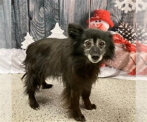 Chiranian Dogs for adoption in Henderson, NV, USA