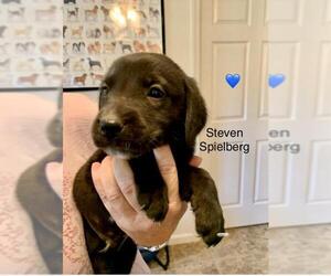 Sheprador Dogs for adoption in Newark, DE, USA
