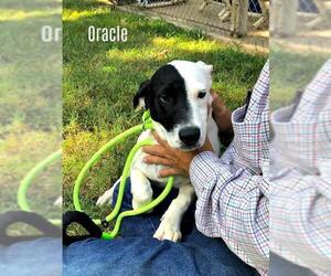 Dalmatian Dogs for adoption in Denison, TX, USA