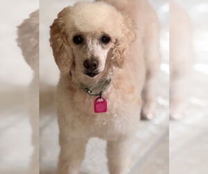 Poodle (Miniature) Dogs for adoption in Mukwonago, WI, USA