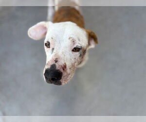 American Pit Bull Terrier-Unknown Mix Dogs for adoption in Tulsa, OK, USA