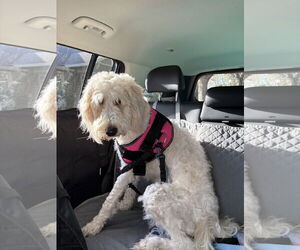 Goldendoodle Dogs for adoption in Valrico, FL, USA