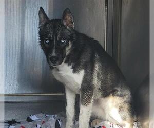 Siberian Husky-Unknown Mix Dogs for adoption in Orange, CA, USA