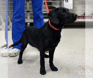 Labrador Retriever-Unknown Mix Dogs for adoption in Washington, DC, USA