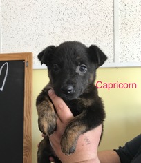 Medium Photo #1 Australian Kelpie-Unknown Mix Puppy For Sale in Chico, CA, USA
