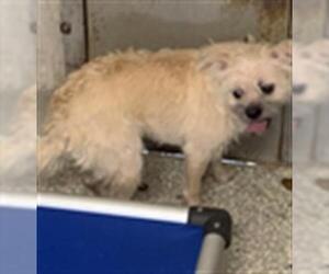 Norfolk Terrier Dogs for adoption in Lodi, CA, USA