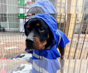 Rottweiler Dogs for adoption in Gilbert, AZ, USA