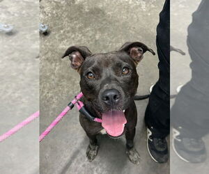 American Pit Bull Terrier Dogs for adoption in Evansville, IN, USA