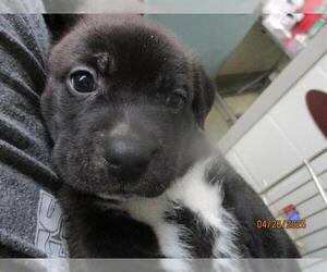 Anatolian Shepherd-Unknown Mix Dogs for adoption in Oklahoma City, OK, USA