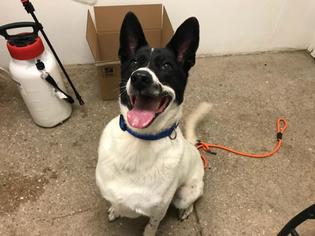 Border Collie Dogs for adoption in Lawrence, KS, USA