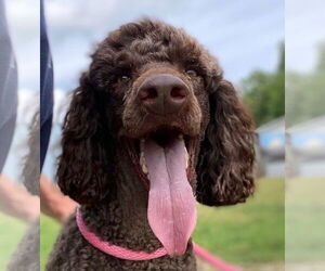 Poodle (Standard) Dogs for adoption in Pacolet, SC, USA