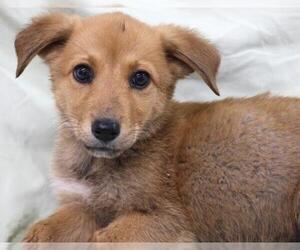 Labrador Retriever-Unknown Mix Dogs for adoption in Thief River Falls, MN, USA
