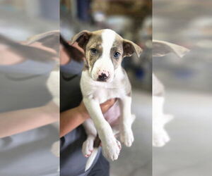 Australian Shepherd-Unknown Mix Dogs for adoption in Foristell, MO, USA