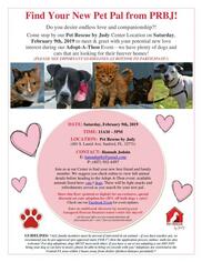 Affenpinscher Dogs for adoption in Sanford, FL, USA