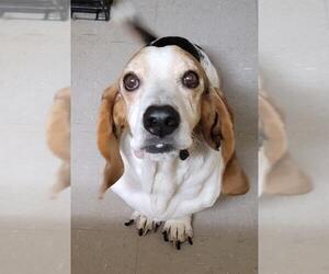 Basset Hound Dogs for adoption in Melrose, FL, USA