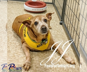Miniature Pinscher Dogs for adoption in Bealeton, VA, USA