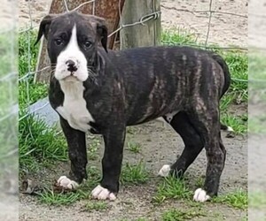 Bulloxer Dogs for adoption in Dumont, NJ, USA