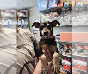 Miniature Pinscher Dogs for adoption in Bolivar, MO, USA
