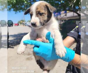 Mutt Dogs for adoption in San Antonio, TX, USA