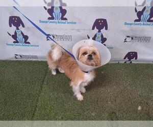 Shih Tzu-Unknown Mix Dogs for adoption in Orlando, FL, USA