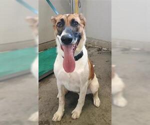 Shollie Dogs for adoption in Camarillo, CA, USA