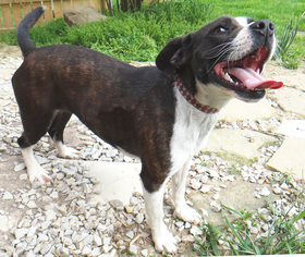Boglen Terrier Dogs for adoption in Stockport, OH, USA