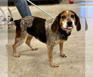 Beagle Dogs for adoption in Batavia, OH, USA