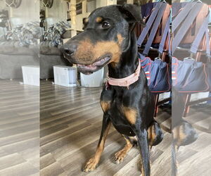 Doberman Pinscher Dogs for adoption in Minneaoplis, MN, USA